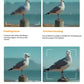  Four-panel visual guide illustrating the Canon EOS R100’s versatile autofocus modes: Tracking, Precision, Single-Point, and Area Focus for accurate subject acquisition in any scene.