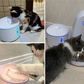Collage showing different cats using Dogness pet water fountain in various home environments, demonstrating compatibility with multiple pets and real-life use
